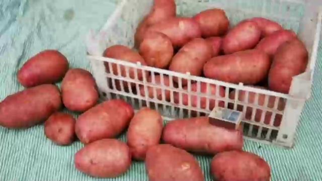 Какой картофель самый урожайный. Сравниваем 6 популярных сортов картофеля смотреть онлайн