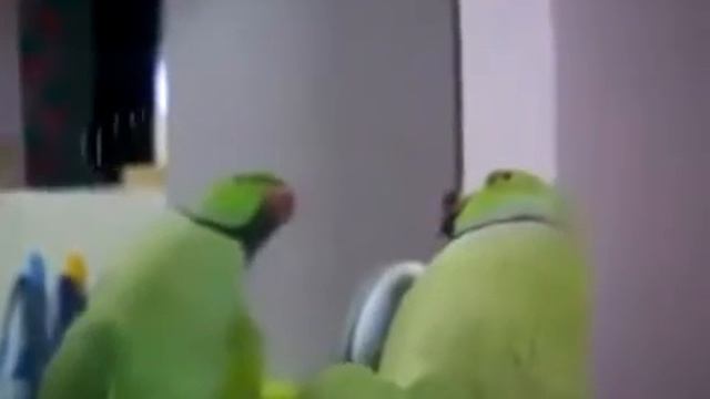 Смешные Попугаи смотреть онлайн