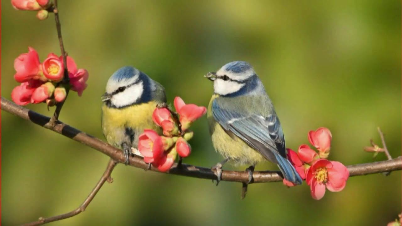 Лидолия Никитина - Разрешите подарить цветы. Про райскую птицу (Сказка). Читает Владислав Витковский смотреть онлайн