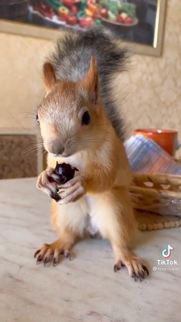Как белка ест оливки, смотрите приколы Тик Тока, подписывайтесь на канал смотреть онлайн