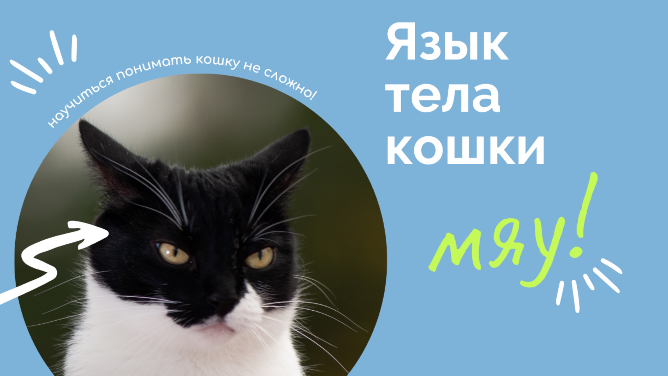 Язык тела кошки смотреть онлайн