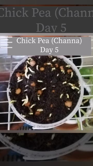Growing chick pea microgreens.. STEP By step #growyourfood смотреть онлайн