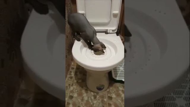 Для настроения. 😉 Всем хорошей недели! ❤️🙋♀️ смотреть онлайн