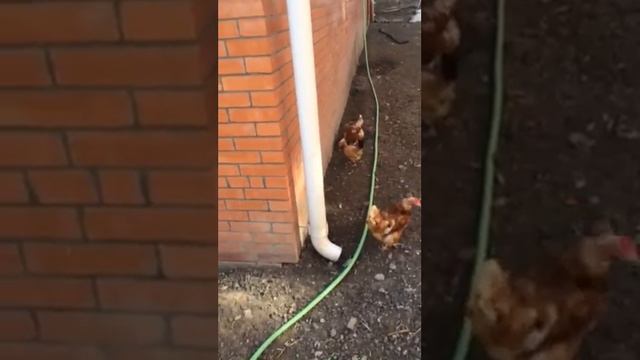 Куриные бои за огурец) смотреть онлайн