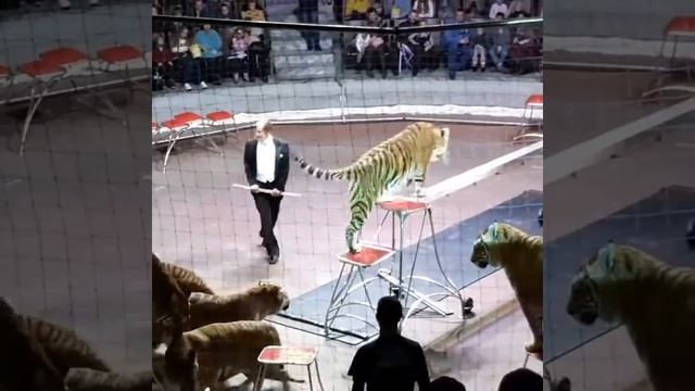 Цирк Самара.