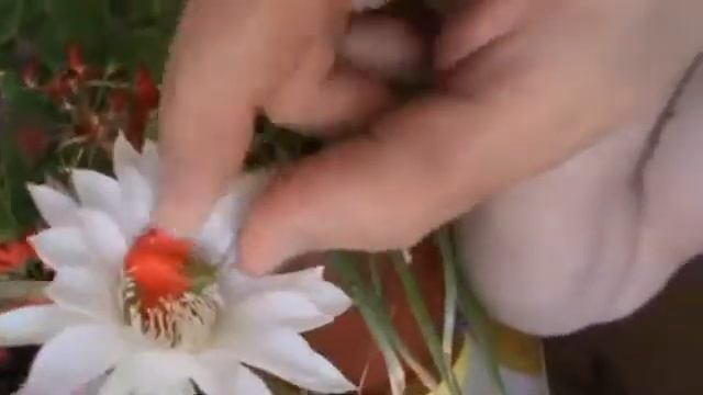 Пародия на папуаса — Геннадий Горин в видео ОДИНОКИЙ ПАПУАС — Новый прикол 2015 смотреть онлайн