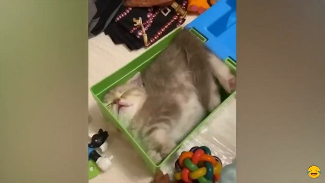Самое смешное видео про котов и собак 😂 😂 😂 Приколы смотреть онлайн