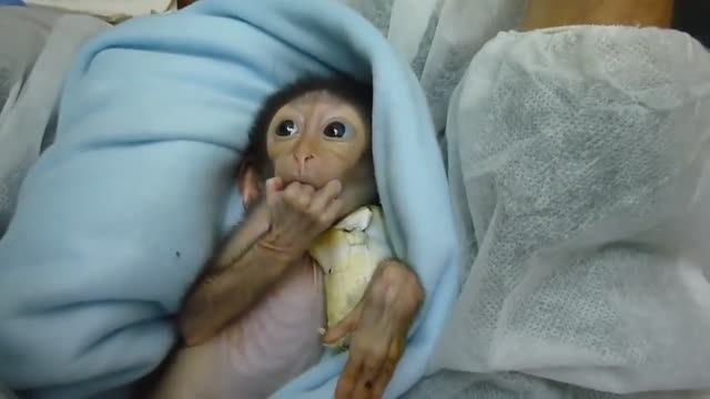МАЛЕНЬКИЕ ОБЕЗЬЯНКИ - ПОДБОРКА ПРИКОЛОВ  FUNNY AND CUTE LITTLE MONKEYS