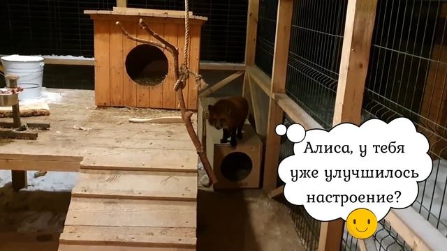 Ли Сяо / Alice the Fox Алиса Лиса (Солнце, снег, зов Арчи, Белый) смотреть онлайн