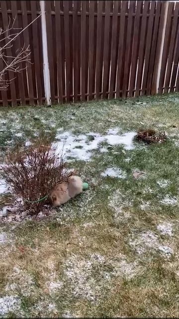 наш выпускник Дамерино Ноэль в новом доме:+79874100700 смотреть онлайн