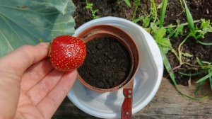 Убираю листья с капусты. Провожу экперемент 2 по выращиванию клубники из спелой ягоды.