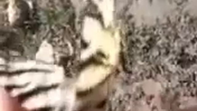 Ручная бабочка! butterfly on a hand Юмор! Прикол! Смех смотреть онлайн