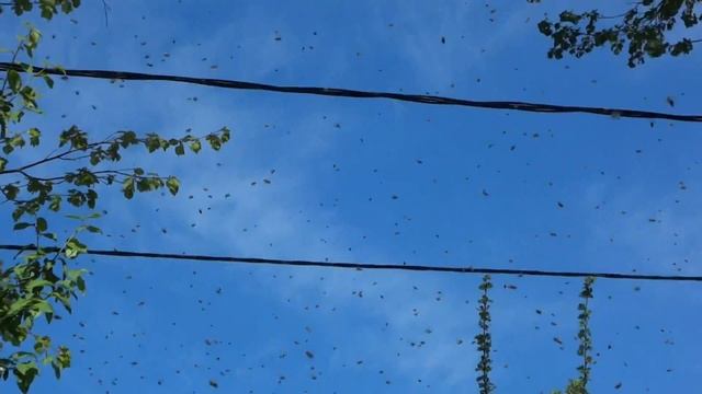 Рой пчел смотреть онлайн