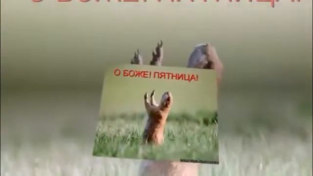 Дожили до пятницы ! Хороших выходных ! смотреть онлайн