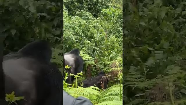 The amazing silver back gorilla смотреть онлайн