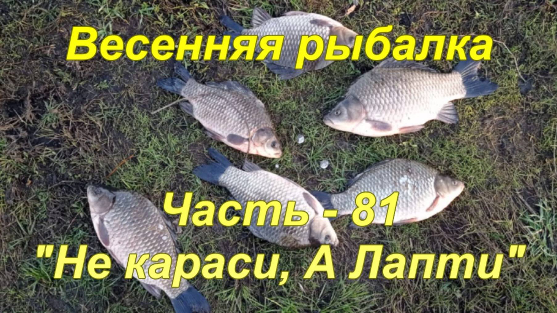 Весенняя рыбалка. Часть - 81. "Не караси а лапти". смотреть онлайн