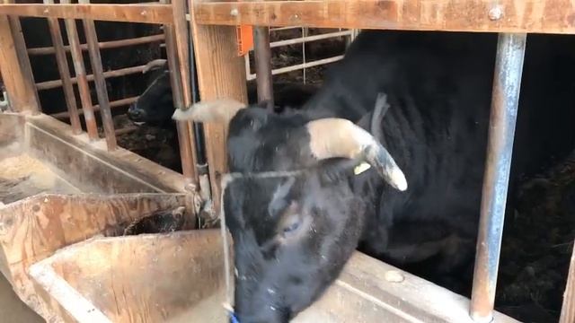 Tajima: Where Kobe Beef is from ☆ LIVE #11 смотреть онлайн