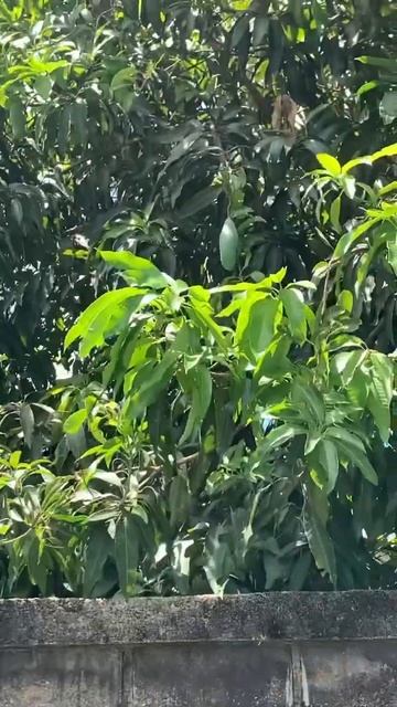 Фрукты растут прямо на улице / Пхукет Таиланд #пхукет #таиланд #жизнь #азия #food смотреть онлайн