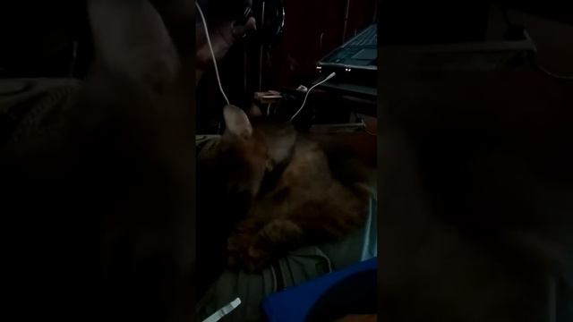 Кот пытается спать под караоке прикол. The cat is trying to sleep with karaoke смотреть онлайн
