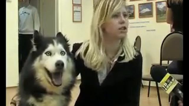 Хаски пытается не спалиться =).mp4 смотреть онлайн