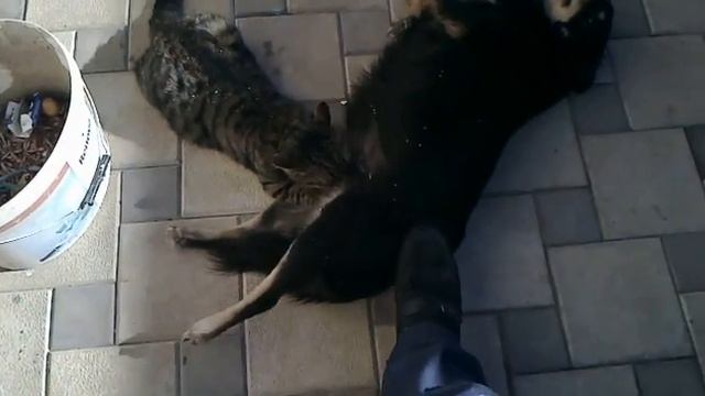Кот Беня 2 смотреть онлайн