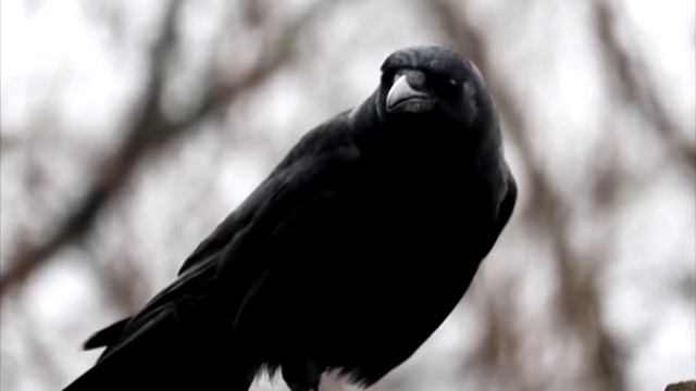 Мужчина расплакался, когда увидел, что принес ему ворон! До слёз! смотреть онлайн