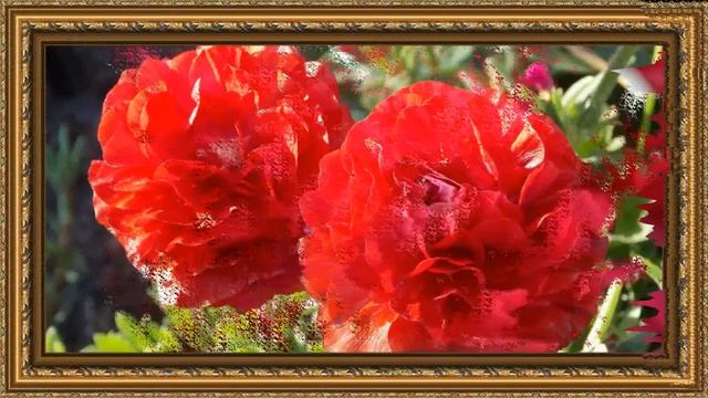 Flowers and Music- Ranunculus-part1 смотреть онлайн