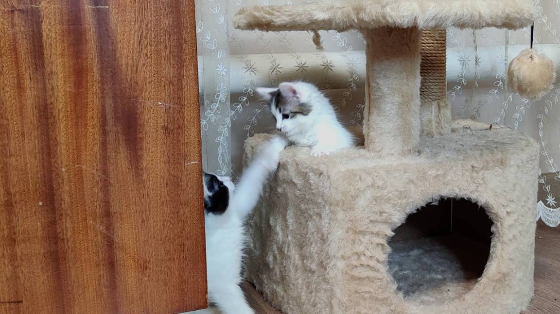 Домик для котят. Милые кошачьи семена. Мама-кошка и ее котята. смотреть онлайн