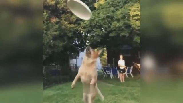 РЖАЧНОЕ ВИДЕО ДО СЛЕЗ МАЙ 2019 |ЛУЧШИЕ ПРИКОЛЫ 2019 ГОДА смотреть онлайн