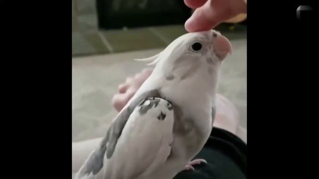 Приколы с говорящими попугаями. / Funnys with talking parrots. смотреть онлайн