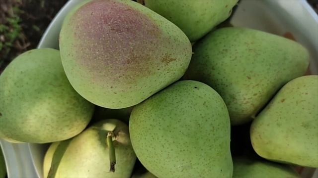 Груши мои груши смотреть онлайн