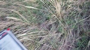 Копаем с китайским металлоискателями SkycruiserS63