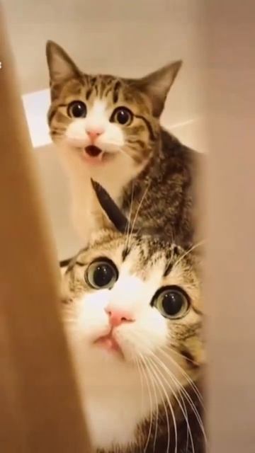 Художественный фильм «Пушистое совещание» 🐈 #юмор #угар #коты #прикол #2023 смотреть онлайн