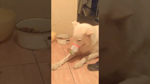 Добрался до сметанки. Прикол с собакой смотреть онлайн