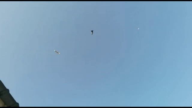 Лёт и игра богатых голубей. Двухчубые голуби. Tauben. Pigeons. Palomas. Pombos. 비둘기.