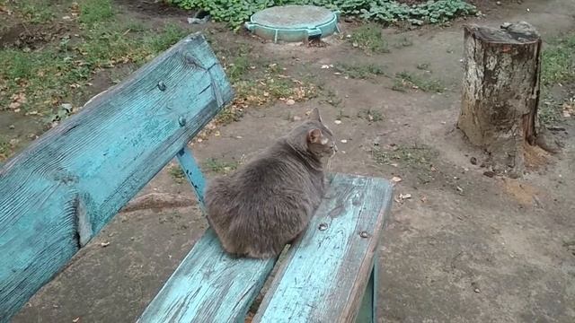 Котик постоянно хочет РЫГАТЬ смотреть онлайн