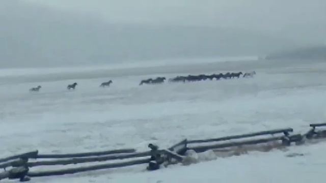 волки гонят табун лошадей в Тункинском районе Бурятии смотреть онлайн