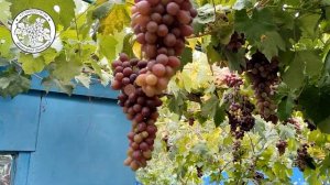 ЛУЧШИЕ СОРТА ВИНОГРАДА. Ультраранние сорта винограда