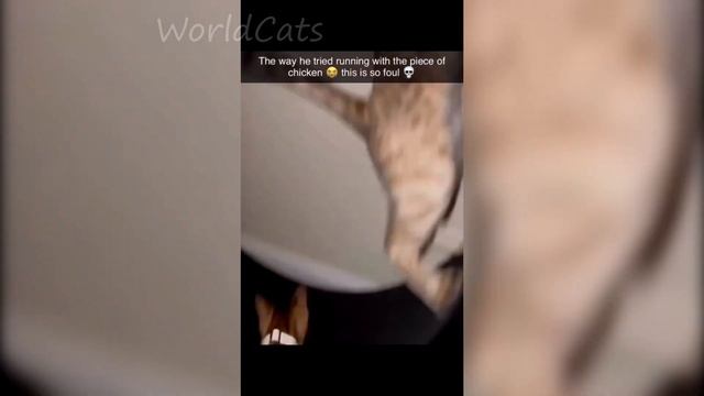 😹 10 минут смеха /Смешные коты 2023 года/ /Лучшие приколы с котами 2023 года🐈 смотреть онлайн