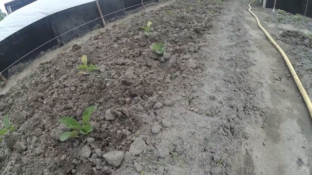 Перша підживка капусти після висаджування на грядки. ВИРОЩУВАННЯ КАПУСТИ. смотреть онлайн