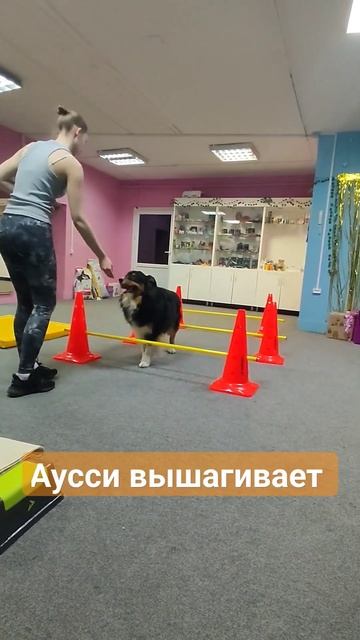 занятия с собакой | дог фитнесс))) #аусси #2024 #январь #22января #выставка #спорт #dogshorts #reel смотреть онлайн