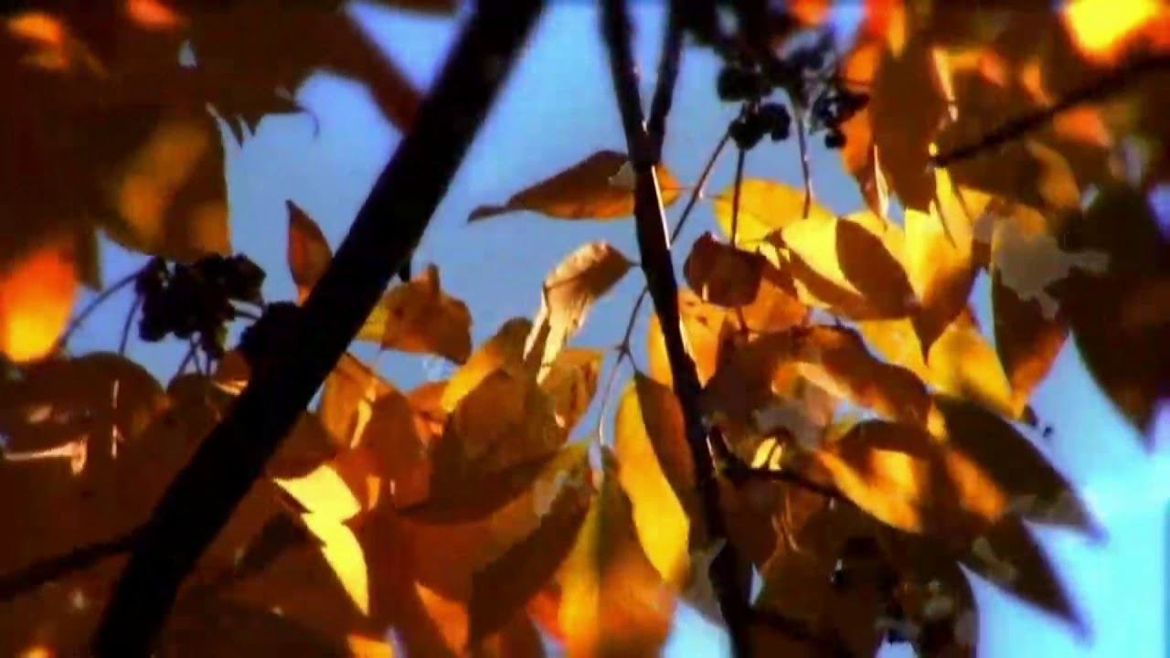 Эдуард Жолудев - Уходящая осень. Читает Владислав Витковский смотреть онлайн