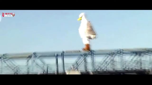 ПРИКОЛЬНЫЙ ВИДЕО СМЕХ Январь 2021 №18 🤣🤣 ------ FUNNY VIDEO LAUGHTER January 2021 №18 🤣🤣 смотреть онлайн