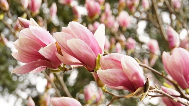 Плейкаст Спасибо Благодарю смотреть онлайн