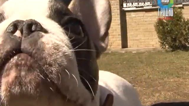 Парад пород Гродно 21.04.2013 смотреть онлайн