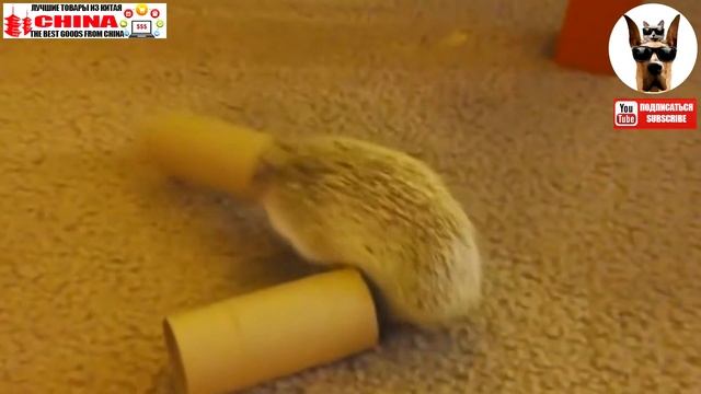 Эти милые и забавные ёжики - лучшие отрывки за 2015 год * Disse søte og morsomme pinnsvin смотреть онлайн