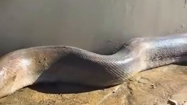 Змея 2008 прикол. Wmv