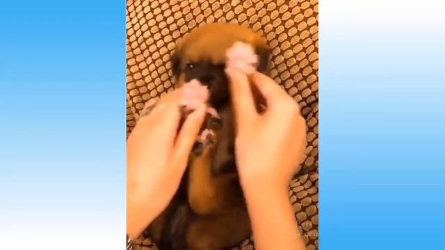 Смешные и прикольные котята))))