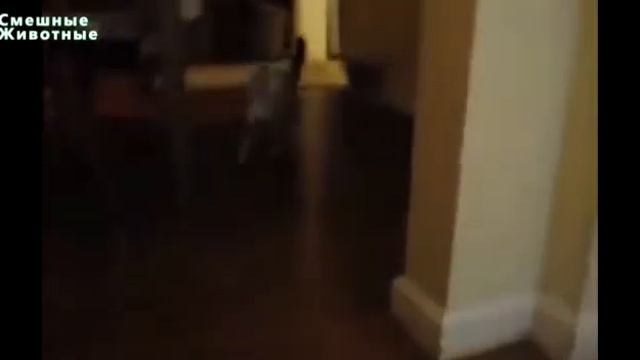 Прикольные. Котики смотреть онлайн