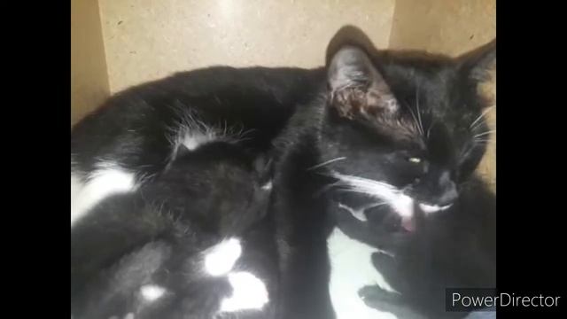 #кошки_коты2020, #смешные_коты, #домашние_животные,          ПРИКОЛ КОШКА И КОТЯТА - 2020 .